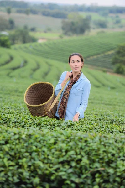 Asia schöne Frau pflückt Teeblätter in einer Teeplantage, hap — Stockfoto