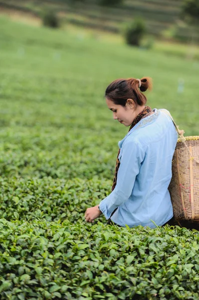 Asia hermosa mujer recogiendo hojas de té en una plantación de té, hap —  Fotos de Stock