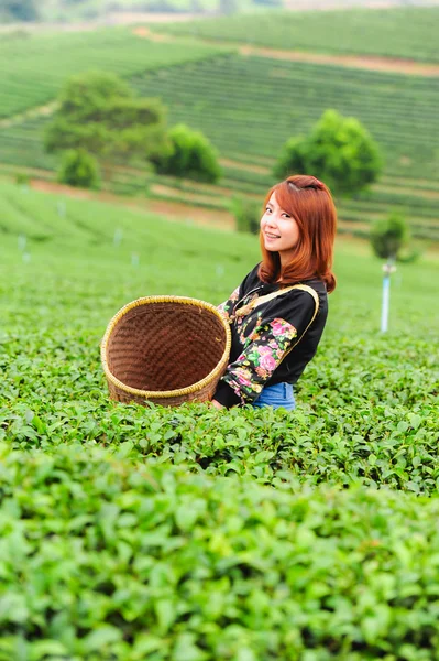 Asia piękna kobieta zbierania herbaty pozostawia w plantacji herbaty, hap — Zdjęcie stockowe