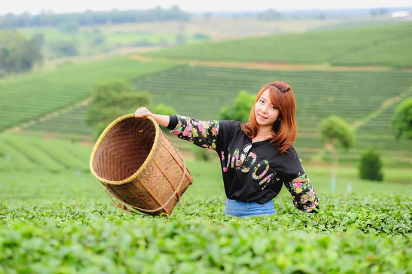 Asia hermosa mujer recogiendo hojas de té en una plantación de té, hap —  Fotos de Stock