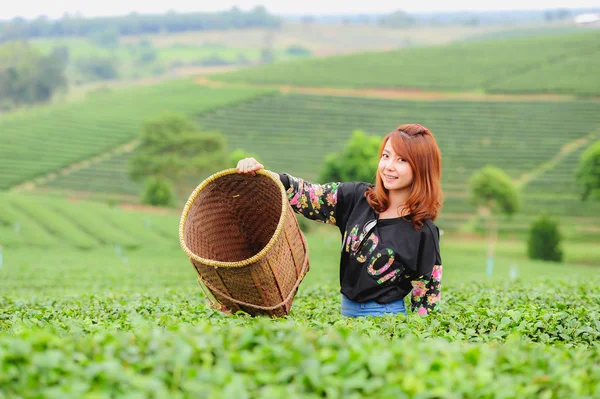 Asia hermosa mujer recogiendo hojas de té en una plantación de té, hap —  Fotos de Stock