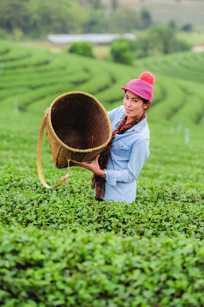 Asia hermosa mujer recogiendo hojas de té en una plantación de té, hap —  Fotos de Stock