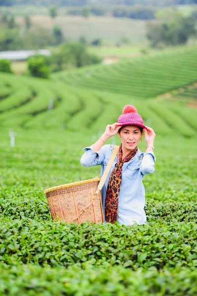 Asia hermosa mujer recogiendo hojas de té en una plantación de té, hap —  Fotos de Stock