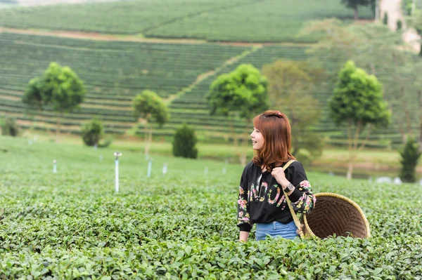 亚洲美女采茶叶在茶园，hap — 图库照片