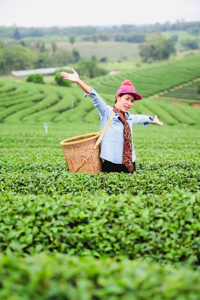 Asia hermosa mujer recogiendo hojas de té en una plantación de té, hap —  Fotos de Stock