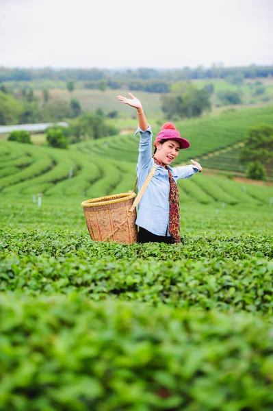 アジア美人茶を摘みの紅茶のプランテーション、hap の葉します。 — ストック写真