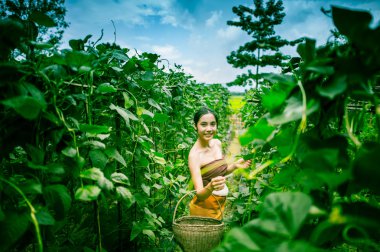 Asia beautiful woman and basket  harvesting containing zucchini clipart