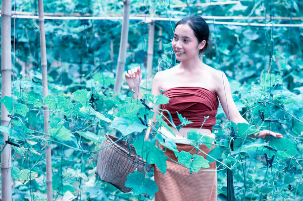 Asia beautiful woman and basket  harvesting containing zucchini
