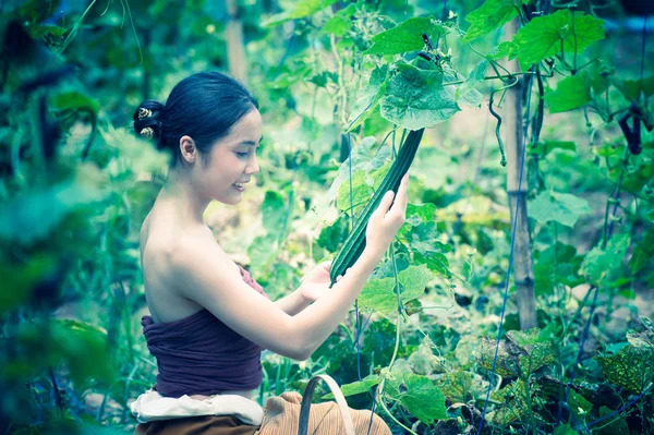 Asia bella donna e cesto raccolta contenente zucchine — Foto Stock