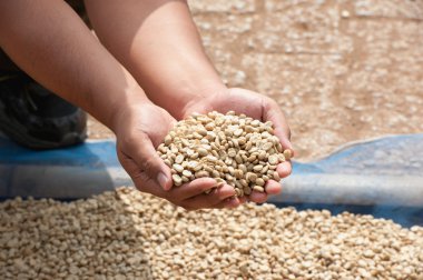 Kuru kahve çekirdekleri Pha Hi mountrai çiftliğinde, çiftçi elinde