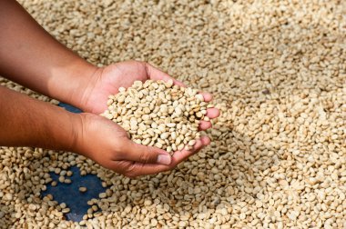 Kuru kahve çekirdekleri Pha Hi mountrai çiftliğinde, çiftçi elinde