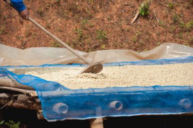 Kahve çekirdekleri Pha Hi mountr çiftliğinde, kurutma kahve çiftçi