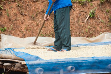 Kahve çekirdekleri Pha Hi mountr çiftliğinde, kurutma kahve çiftçi