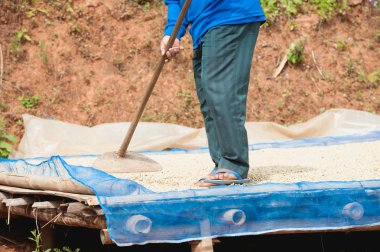 Kahve çekirdekleri Pha Hi mountr çiftliğinde, kurutma kahve çiftçi