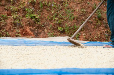 Kahve çekirdekleri Pha Hi mountr çiftliğinde, kurutma kahve çiftçi