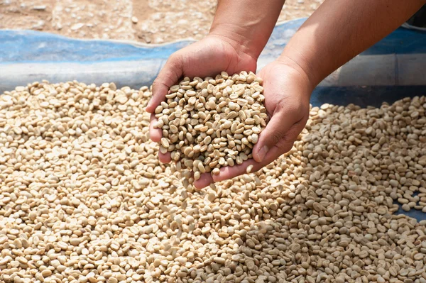 Granos de café secos en la mano del agricultor en la plantación en Pha Hi mountrai — Foto de Stock