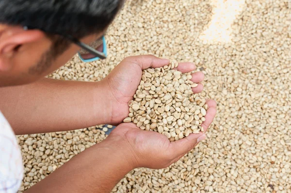 Granos de café secos en la mano del agricultor en la plantación en Pha Hi mountrai — Foto de Stock