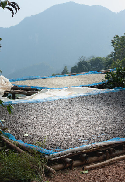 drying coffee beans at plantation on Pha Hi mountrain, Chiangrai