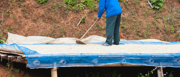 Coffee farmer drying coffee beans at plantation on Pha Hi mountr