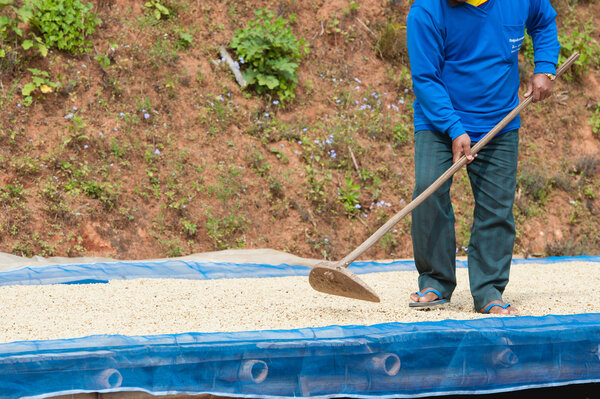 Coffee farmer drying coffee beans at plantation on Pha Hi mountr