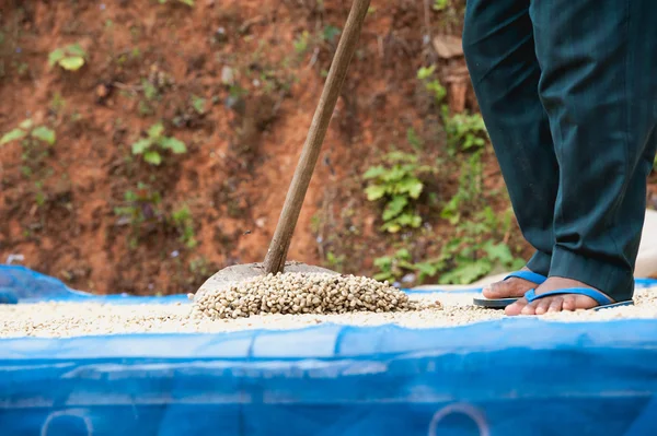 Kahve çekirdekleri Pha Hi mountr çiftliğinde, kurutma kahve çiftçi