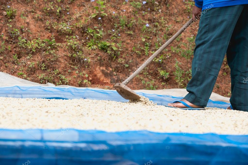 Coffee farmer drying coffee beans at plantation on Pha Hi mountr