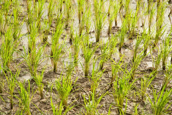 Detail of a fresh green rice field in thailand — Stock Photo, Image