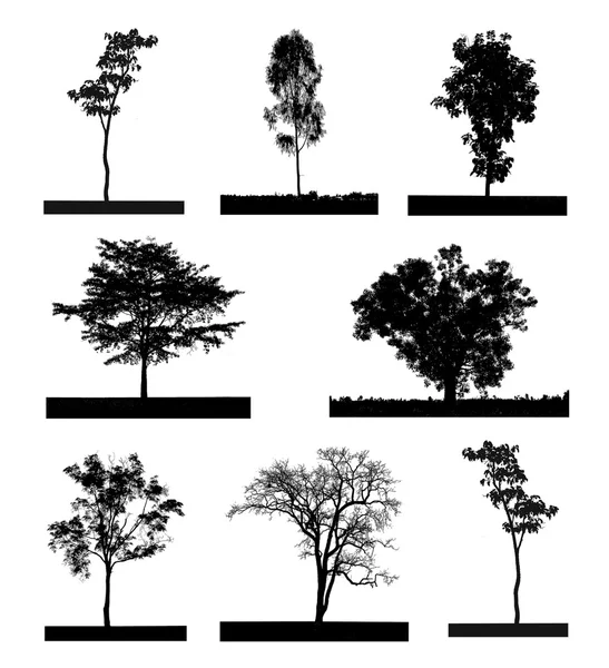 Чорний силует набору дерев, на білому тлі — стокове фото