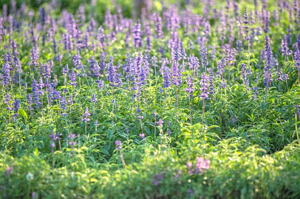 Campo de lavanda violeta — Foto de Stock