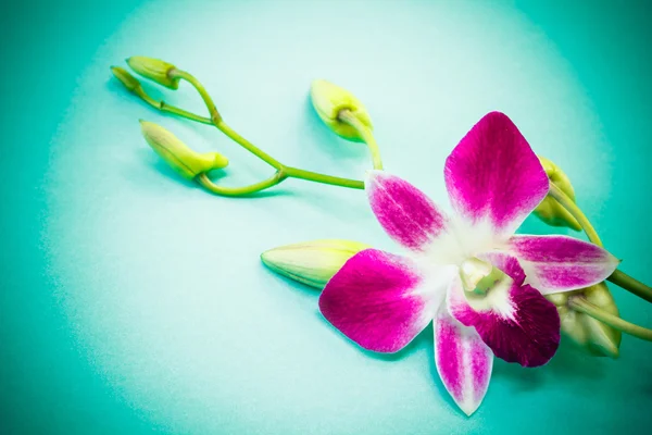 Roze orchidee bloemen op blauwe achtergrond. — Stockfoto