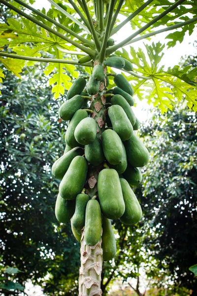 Frugt sund, papaya i haven . - Stock-foto
