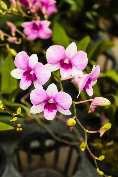 Pink orkidé blomma. — Stockfoto