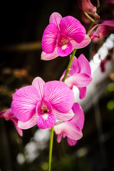 Pink orkidé blomma. — Stockfoto