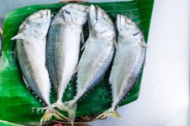 Uskumru veya kısa gövdeli uskumru.