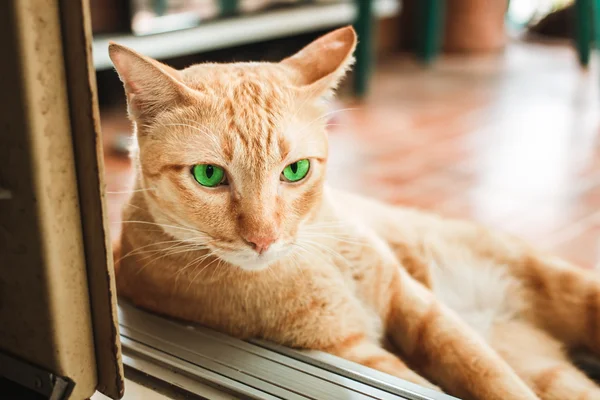 Thajská kočka tak roztomilý. — Stock fotografie