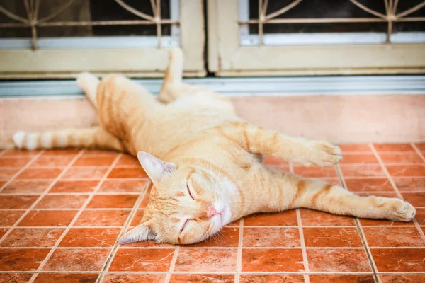 Thai cat sleep so cute. — Stock Photo, Image