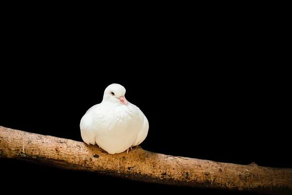Białe gołębie w klatce. — Zdjęcie stockowe