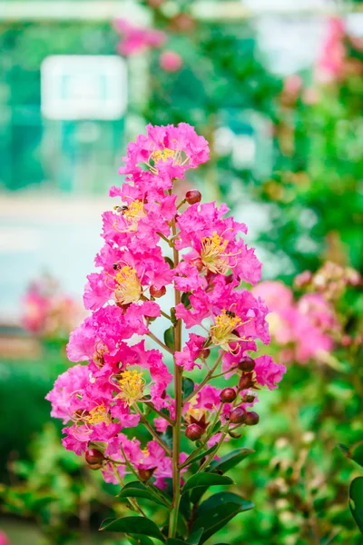 Krep myrta (Lagerstroemia indica) kvete. — Stock fotografie