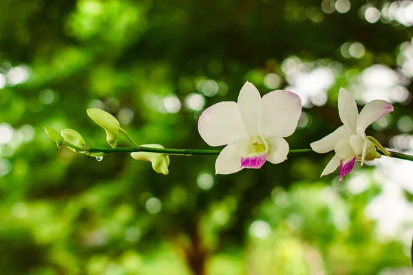 White orchid flower in the park. — Stock Photo, Image