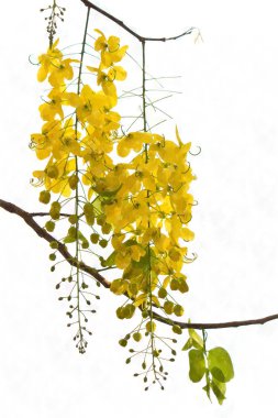 çiçek çiçek açan, suluboya stili.