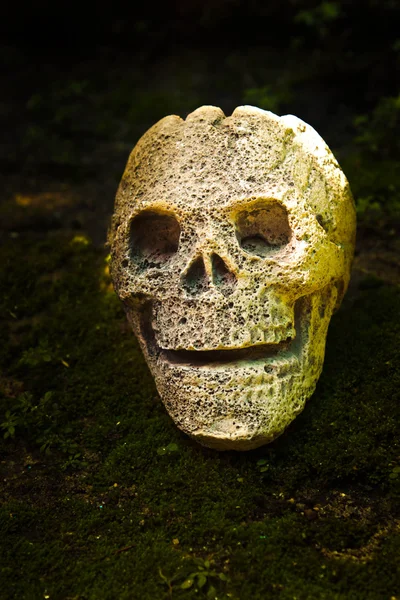 Still life with skull in the forest. — Stock Photo, Image