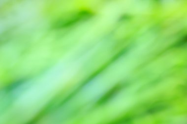 Doğal yeşil parlak arka plan bulanıklık.