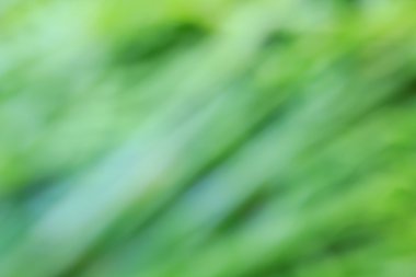 Doğal yeşil parlak arka plan bulanıklık.