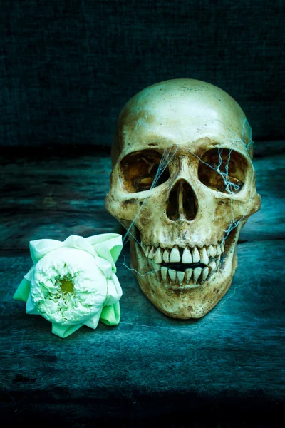 Still life with a skull human. — Stock Photo, Image