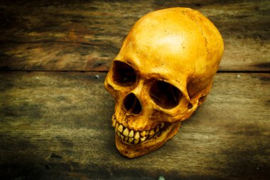 Bir kafatası insan ile natürmort.