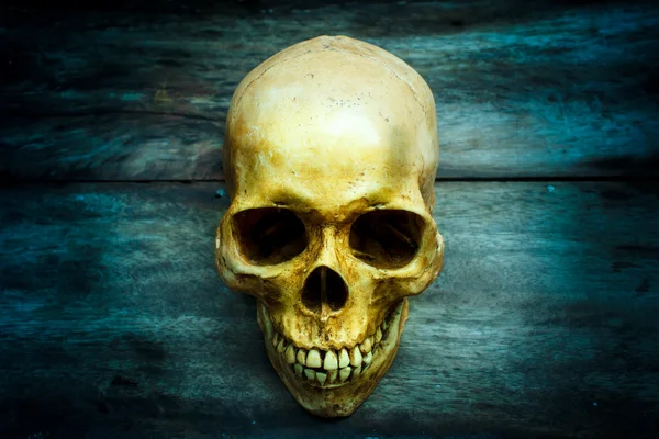 Still life with a skull human. — Stock Photo, Image