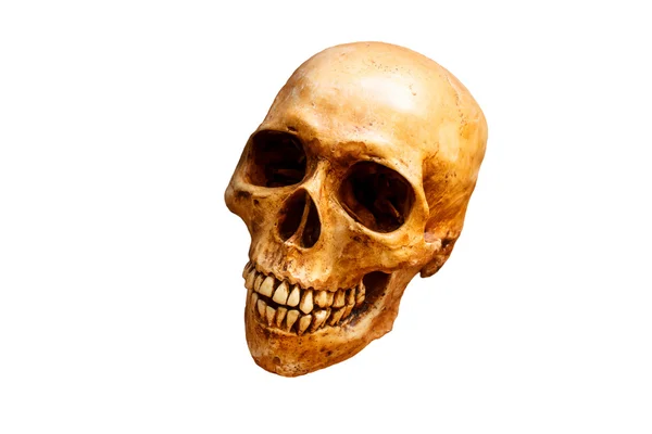 Still life with a skull human. — Stock Photo, Image
