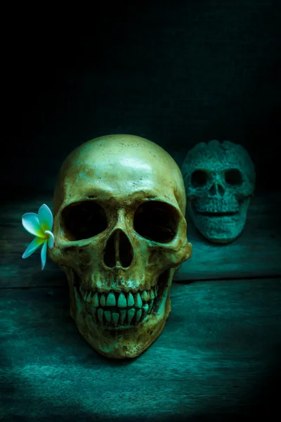 Still life with a skull human. — Stock Photo, Image