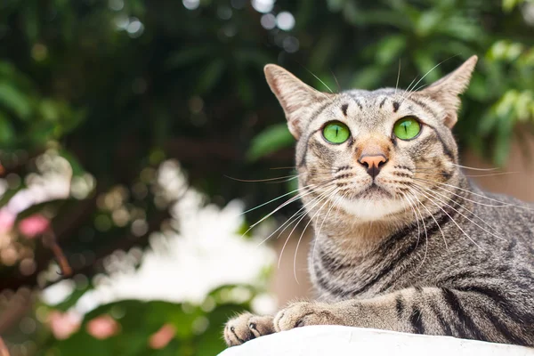 Thailändsk katt. — Stockfoto