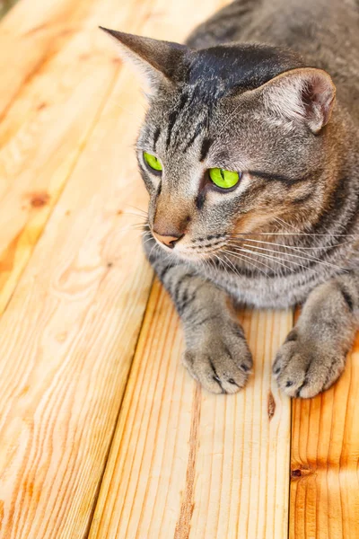 Thailändsk katt. — Stockfoto